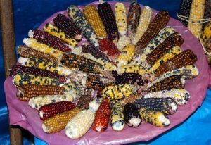 The Variety of Corn in Cuzco