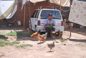 Feeding Chickens in the Backyard