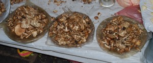 Mushrooms for Sale