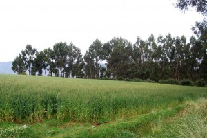 Barley Field above Cuzco