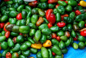 Green, Red, and Yellow Rocotos