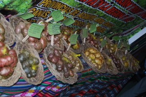Varieties of Potatoes at Huacaro Festival Last Year