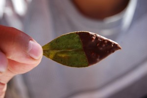 A Coca Leaf with Only Half the Chocolate
