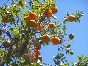 Mandarin Oranges on the Way
