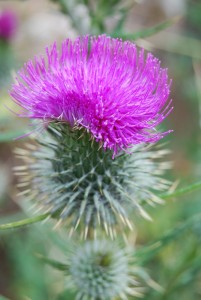 Thistle in Bloom 
