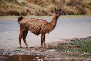 A Nice Llama in Sacsayhuaman