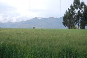 A Field of Greenery for Cuyes