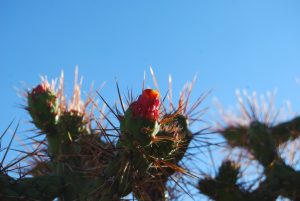 Cactus Flower near Pisac