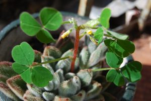 Clover Growing in a Pot of Succulents