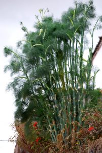 Mature Fennel Plant in Cuzco
