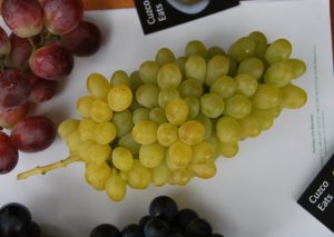A Stem of Green Grapes