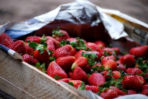 Fresh Strawberries to Make Frutillada (Wayra)