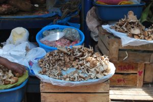 Freshly Gathered Wild Mushrooms for Sale