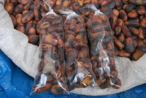 Toasted Habas For Sale