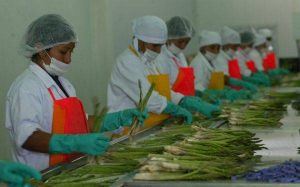 Asparagus Workers (http://elcomercio.pe/economia/ 1538768/noticia-exportaciones -agrarias-sumaron-us4390-millones-2012)