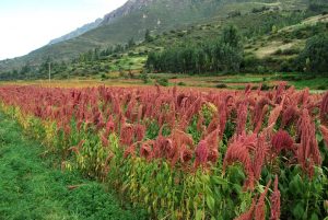 A Field of Kiwicha in the Sacred Valley