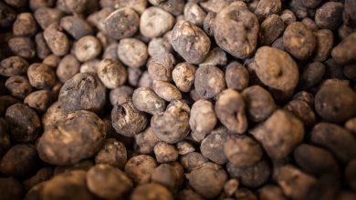 Chuno (Freeze dried potatoes - around 3cm wide)