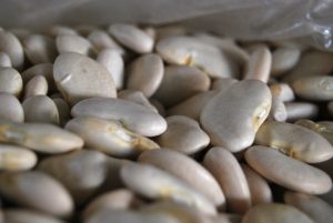White Beans (Panamito)