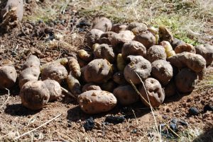 Huatia Baked Potatoes Ready to Eat (Photo: David Knowlton)