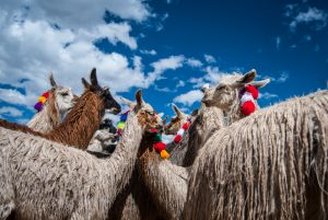 Alpacas and Llamas (Photo: Wayra)_0300