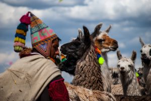 A Herder and His Llamas (Photo: Walter Coraza)