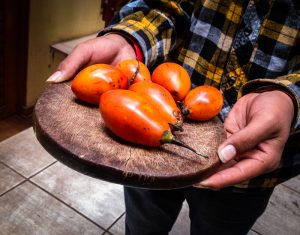 Sacha Tomate Fruit (Photo: Walter Coraza)