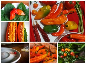 Some Varieties of Hot Peppers ( Ají Amarillo, Rocotos, Ají Limo, Ojo de Pescado, Ají panca) (Photo: Wayra)