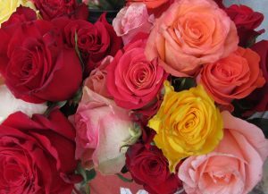Roses for San Valentine's Day