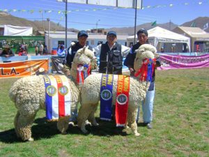 Llamas in the Sicuani fair