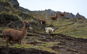 Llamas Grazing on the Hillside (Photo: Walter Coraza Morveli)