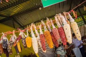 Colorful Varieties of Cuzco's Corn (Wayra)
