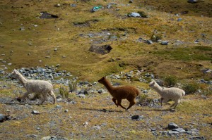 Alpacas Running (Walter Coraza Morveli)