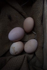 Hen's Eggs 