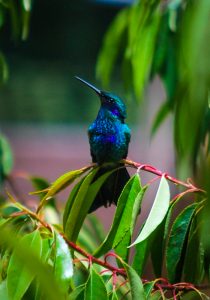 Hummingbird - Soul Visiting Cuzo
