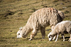 Alpaca and a Lamb (Walter Coraza Morveli)
