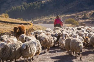 Taking Sheep Home for the Evening (Walter Coraza Morveli)