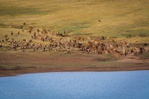Flock of Sheep and Alpacas Around the Lake