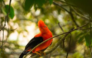 Peruvian Famous Bird, Gallito de las Rocas (Walter Coraza Morveli)