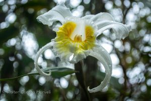  A Beautiful Orchids in Jardines de Mandor(Walter Coraza Morveli)