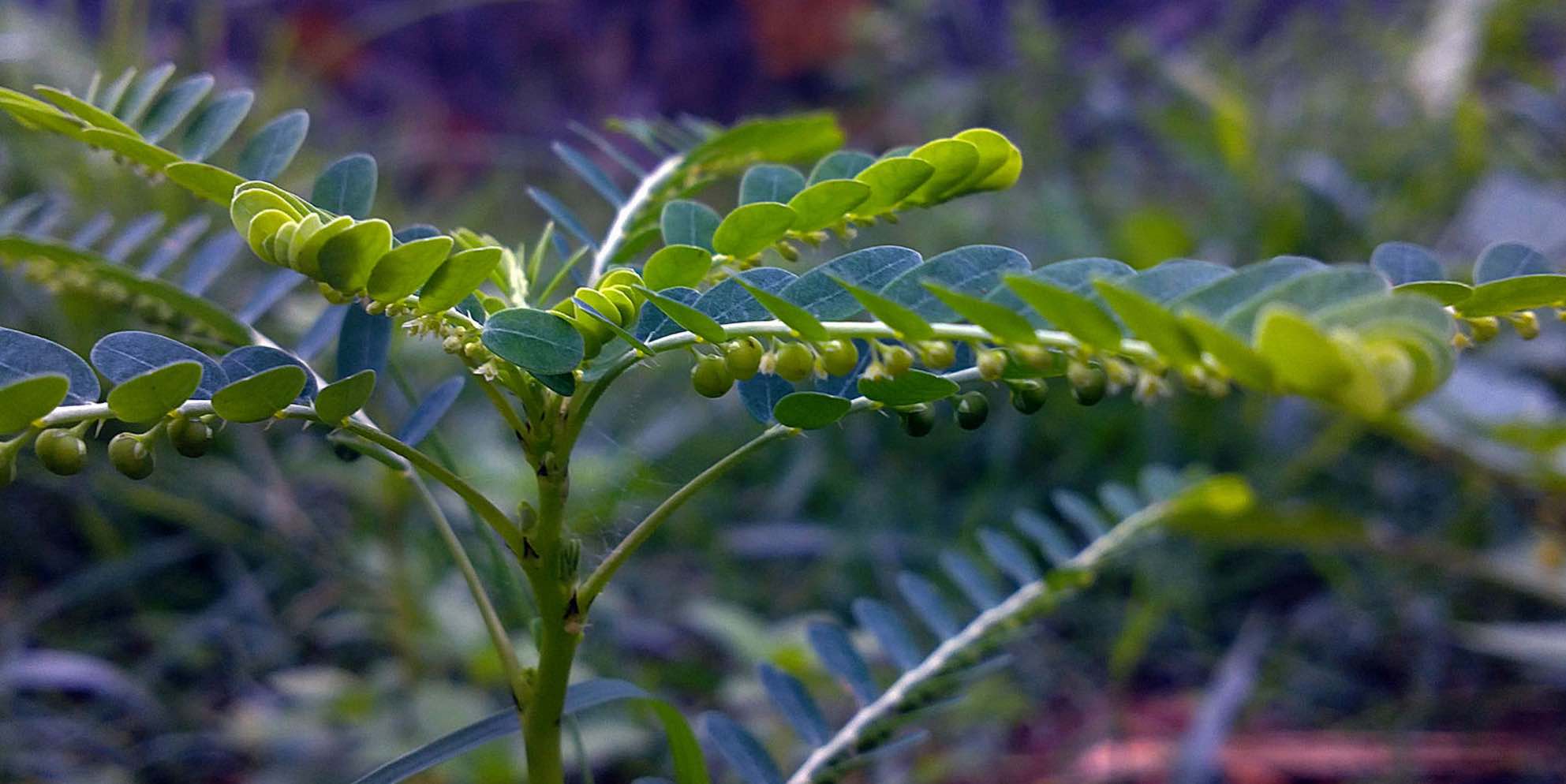 chanca piedra niruri phyllanthus herb attracts intersections peruvian attention international