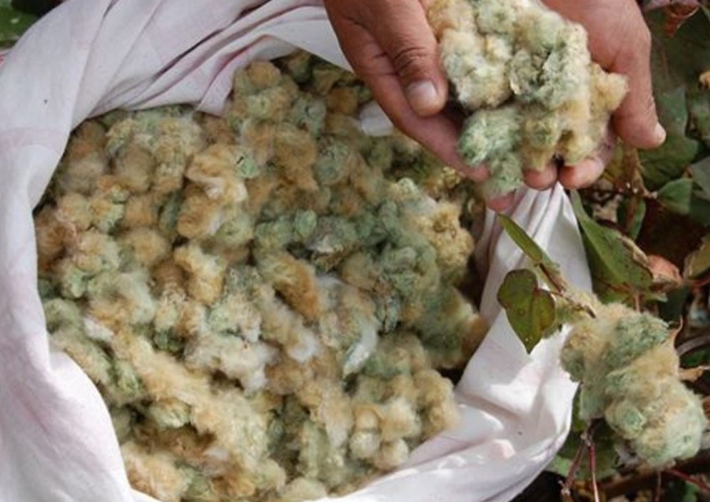 Green Peruvian Cotton
