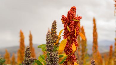 La quinua es un super alimento nutritivo de los andes peruanos