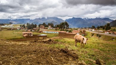 Crianza de puercos en Chinchero (Photo:Walter Coraza Morveli)